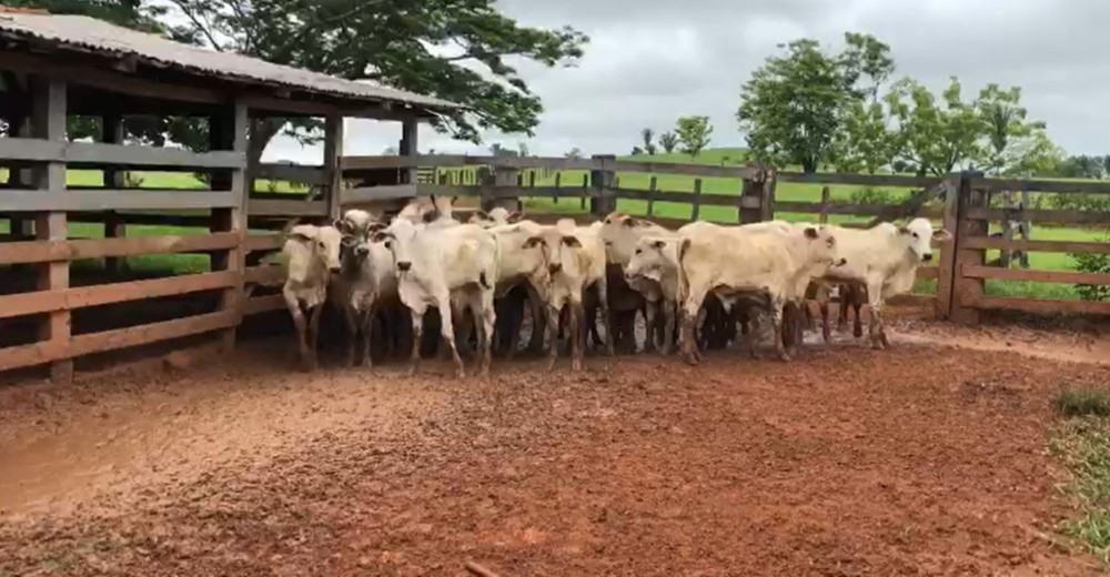 Jaru: Pecuarista da Linha 603 denuncia furto de 11 cabeças de gado