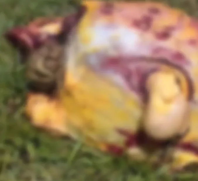 Criminosos matam e furtam carne de vaca na Linha 1, em Colorado do Oeste, RO