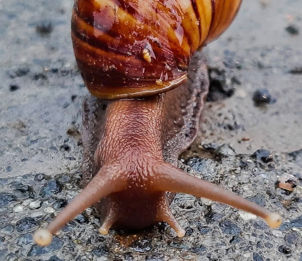 Endemias alerta cacoalenses da presença nociva do Caramujo Africano; vetor e transmissor