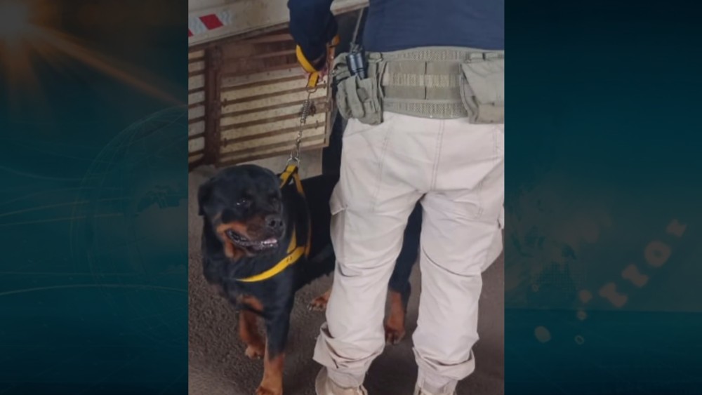 PRF resgata cachorro e gato, vítimas de maus tratos em Ji-Paraná, RO