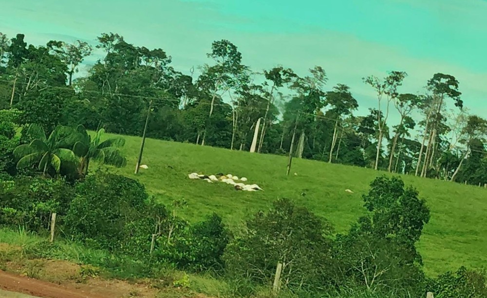 Pecuarista perde 27 garrotes por choque elétrico em Alta Floresta