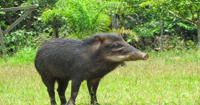 Manada de porcos selvagens é filmada próximo ao Centro de Diálise de Cacoal