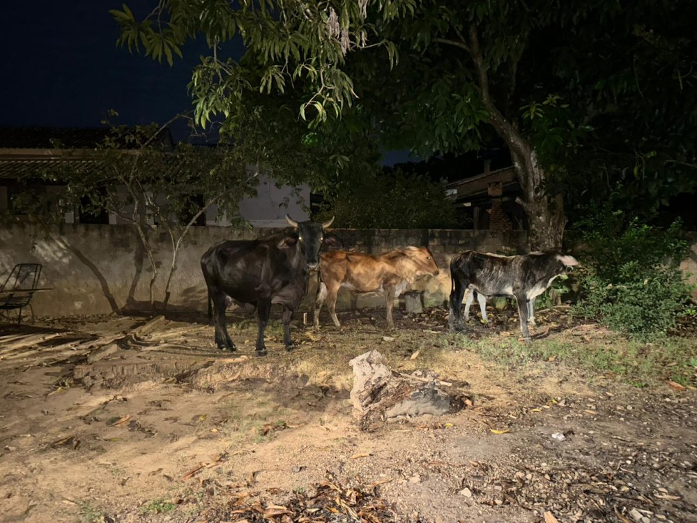 Bezerros e uma vaca são filmados na avenida Padre Adolpho Rohl em Jaru, RO