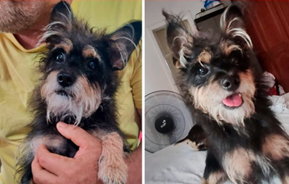 Família está dando R$ 2 mil, de recompensa por informações que levem a cachorrinho perdido