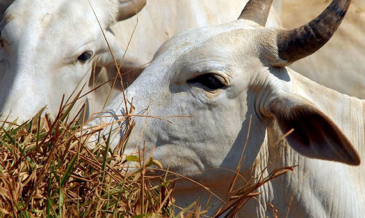 Pecuaristas devem estar atentos ao prazo para a declaração do rebanho que encerra nesta semana
