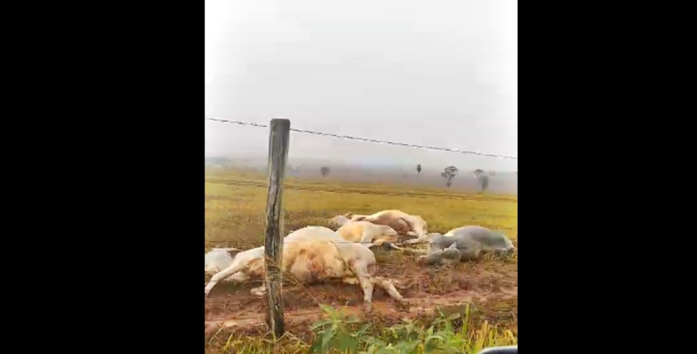 Gado que era de Rondônia morre de frio em Tucuru, no Mato Grosso do Sul