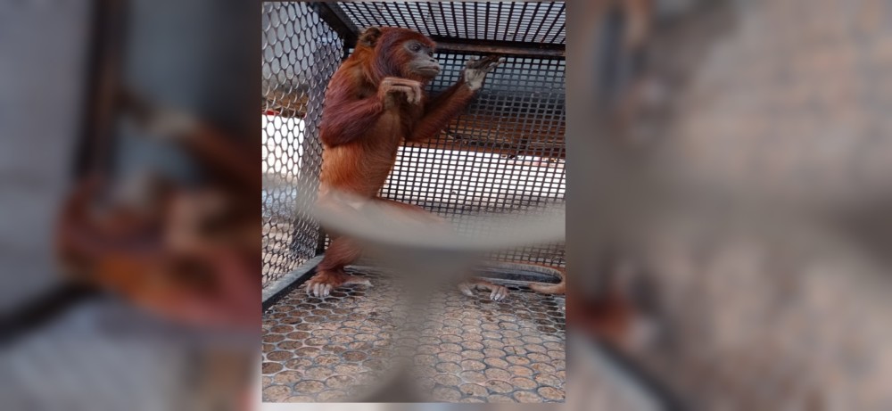 Bombeiros de Jaru, RO divulgam novas imagens da captura e soltura de macaco no centro