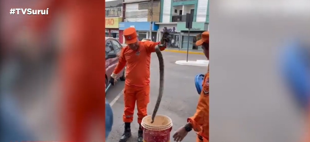 Assista a reportagem da jiboia capturada em motor de caminhoneta na avenida Porto Velho em Cacoal, RO