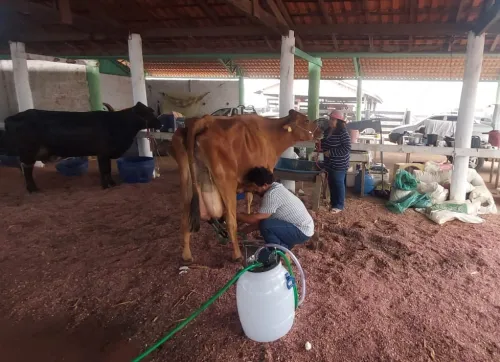 Produtores de leite do Pacarana são destaques em evento da 39ª edição da Expopib