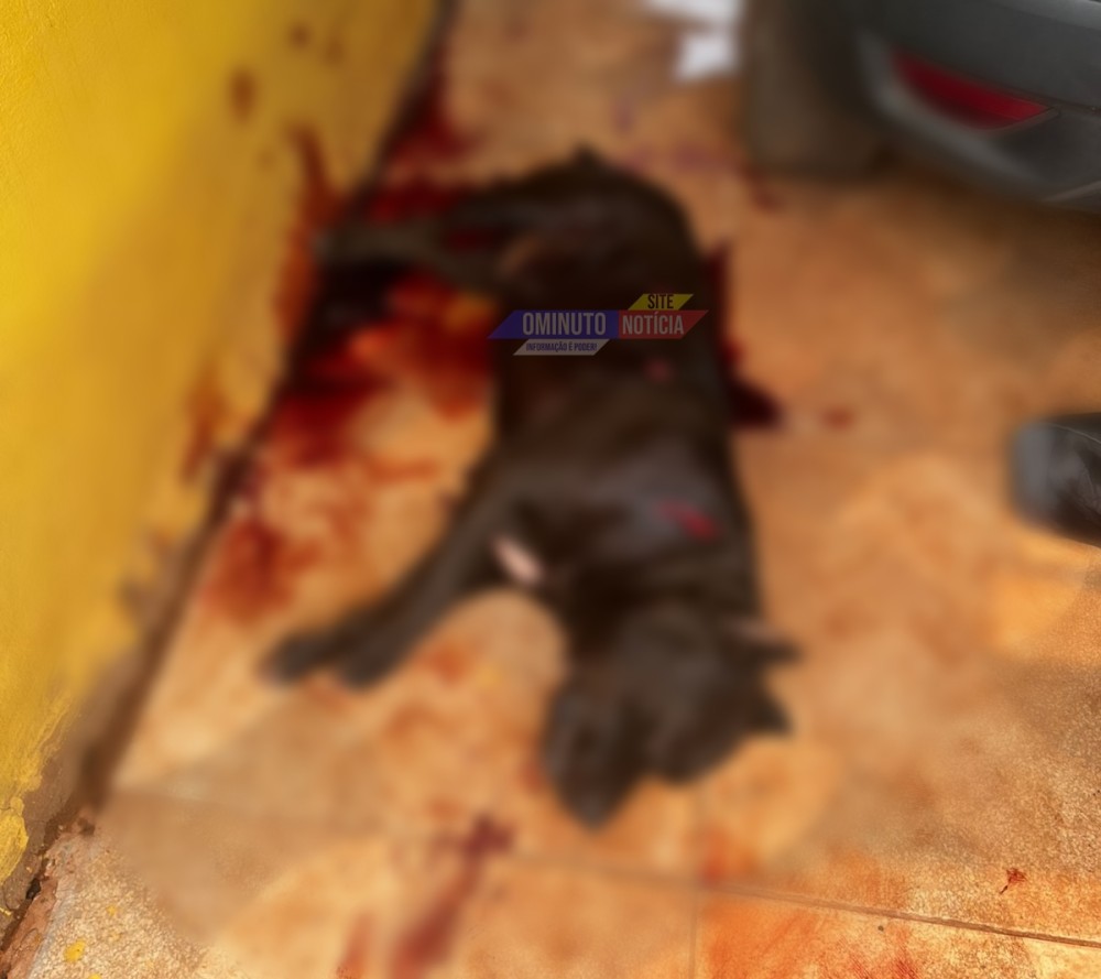 Homem de 35 anos, mata pitbull a facadas no Village do Sol II, em Cacoal