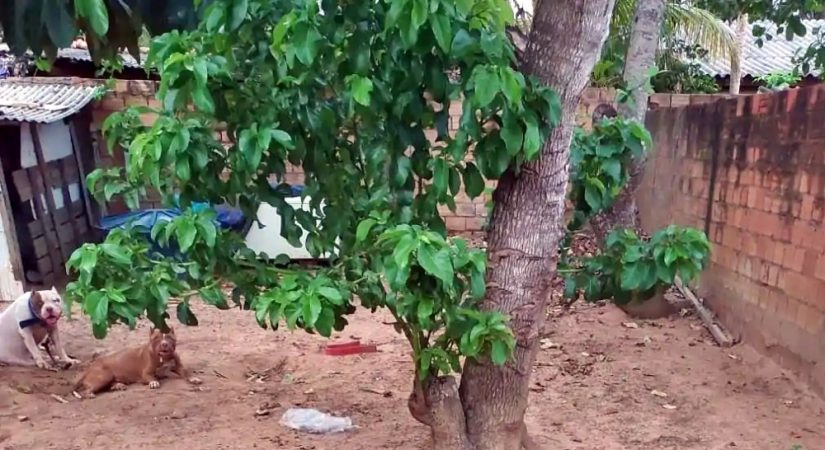 Presidente Médici: Criança de 1 e 4 meses é morta por cachorro pitbull