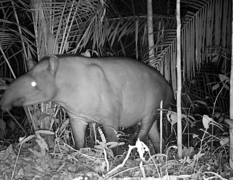 Veja os animais flagrados por câmera escondida, instalada em terra indígena em RO