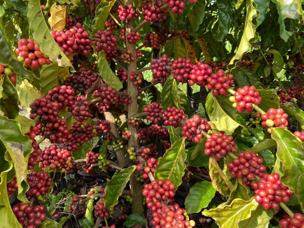 Fim de semana de eventos marcantes do setor cafeeiro no Cacoal Selva Park, em Cacoal