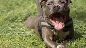 Pitbull ataca vizinhos do dono na zona rural de Cacoal