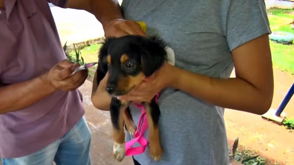 Vacinação contra a raiva em cães e gatos foi realizada em 26 postos de Cacoal