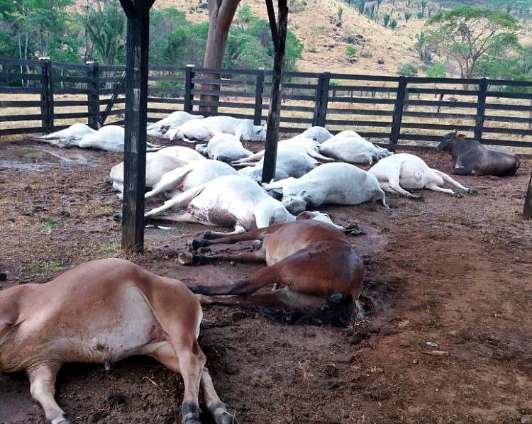 Queda de raio mata 20 novilhas e 1 cavalo em propriedade rural de Monte Negro, RO