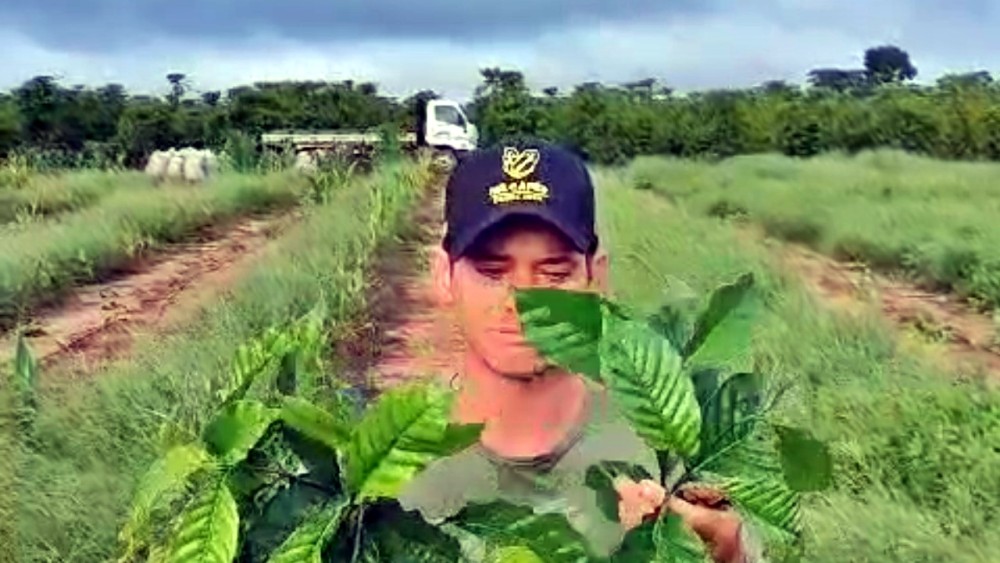 A história de superação da família Hel após ataque a lavoura de café em Novo Horizonte, RO