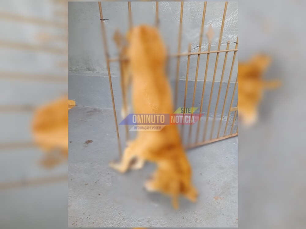 Cachorrinho assustado com fogos morre preso em grade, em Cacoal