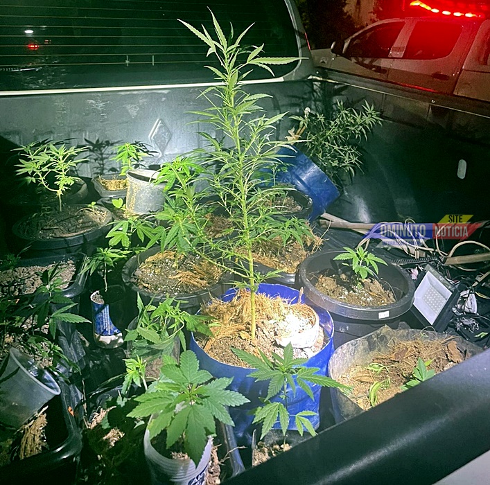 Patamo prende casal que cultivava maconha em casa, em Jaru