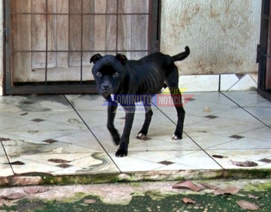 Cães são resgatados no fim de semana no bairro Santo Antônio, em Cacoal